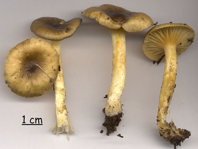 Hygrophorus hypothejus